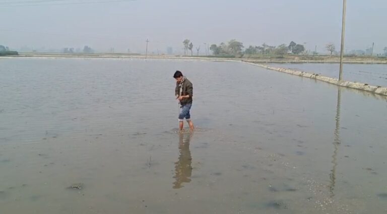 ঋণ নিয়ে চাষ, রাতের অন্ধকারে বিষে নষ্ট পাঁচ বিঘা মাখনা চারা।