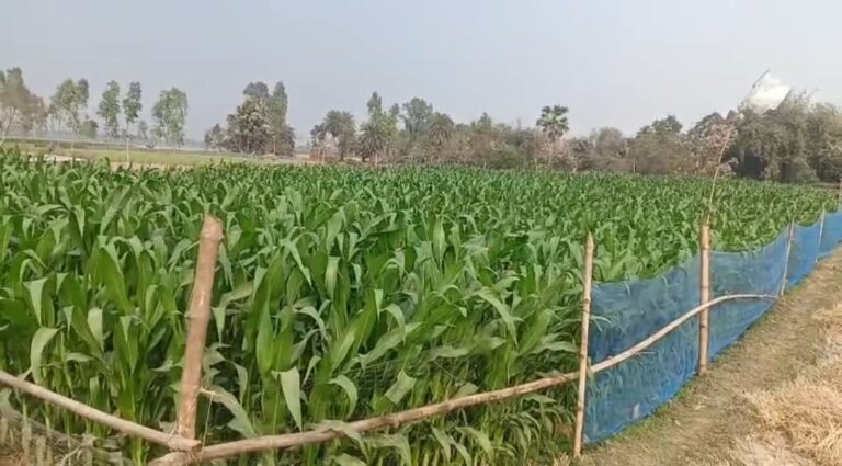 মন্থার প্রভাব কাটিয়ে বিকল্প ফসলে জোর, জেলায় বাড়ছে ভূট্টা চাষ।