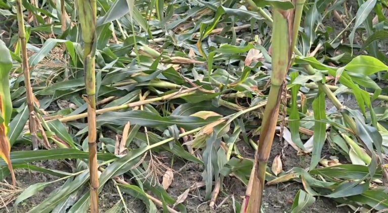 আলিপুরদুয়ারে রাতের অন্ধকারে হাতির তাণ্ডব, নষ্ট দেড় বিঘা ফসল।