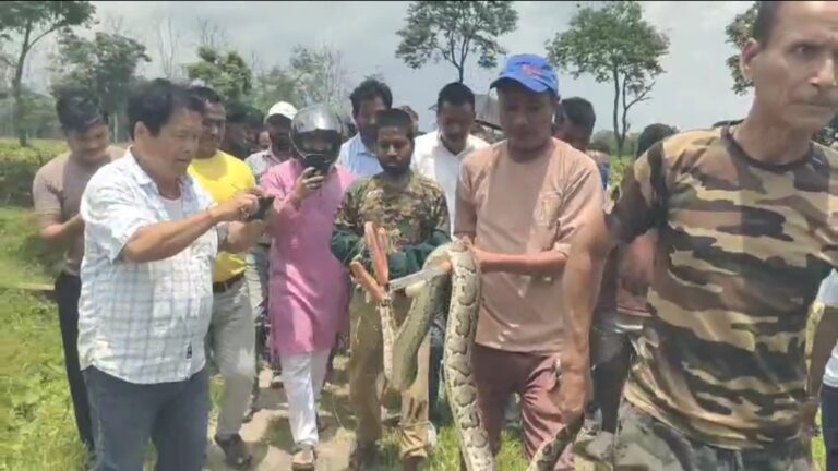 চা বাগানে কাজের ফাঁকে বিশাল অজগর দেখে আতঙ্কিত শ্রমিকরা।