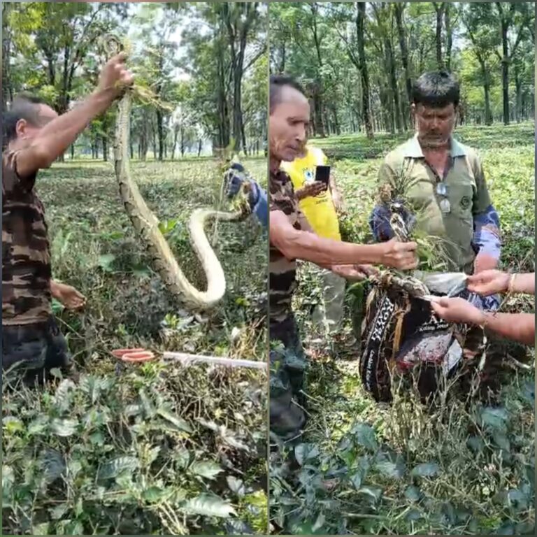 চা বাগানের ৫ নম্বর সেকশনে বিশাল অজগর, বনকর্মীদের তৎপরতায় উদ্ধার।
