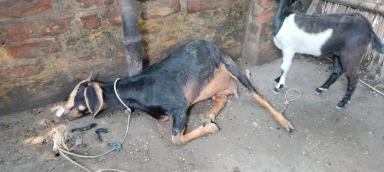 খাসির মুখে ব্ল্যাক টেপ, তারপর চুরি—কালনার নতুনগ্রামে অভিনব কায়দায় চোরের হানা।