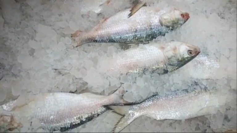 মরশুমের শুরুতেই জালে ভরপুর ইলিশ, চাঙ্গা মৎস্যজীবী মহল।