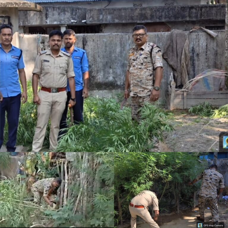 গোপন সূত্রে খবর পেয়ে জটেশ্বরের আশুতোষপল্লিতে অভিযান, গাঁজা গাছ কেটে পুড়িয়ে দিল পুলিশ।