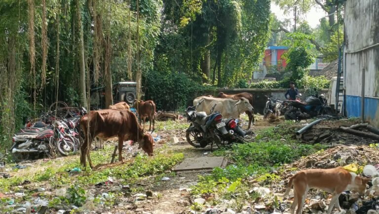 পশ্চিম মেদিনীপুরের ভূতাশোলে গরু পাচারের অভিযোগ, গ্রেপ্তার ১, পলাতক আরও ২।